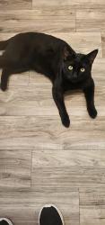 Lost Male Cat last seen Grand Street, 9th, , Corona, CA 92882