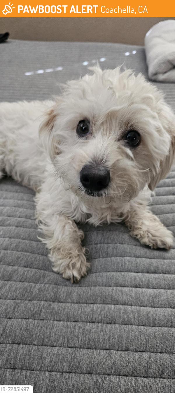 Found/Stray Male Dog last seen CVS Coaca on 50th and Van Buren , Coachella, CA 92236