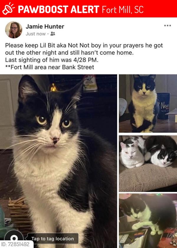 Lost Male Cat last seen Banks Street, Fort Mill, SC 29715
