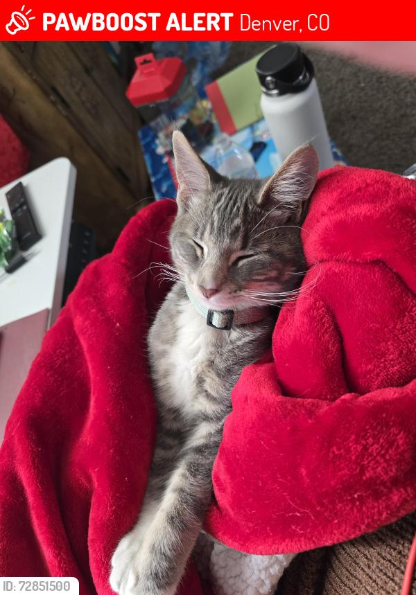 Lost Female Cat last seen , Denver, CO 80204