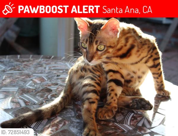 Lost Male Cat last seen CHUA BAT NHA, Santa Ana, CA 92780