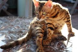 Lost Male Cat last seen CHUA BAT NHA, Santa Ana, CA 92780