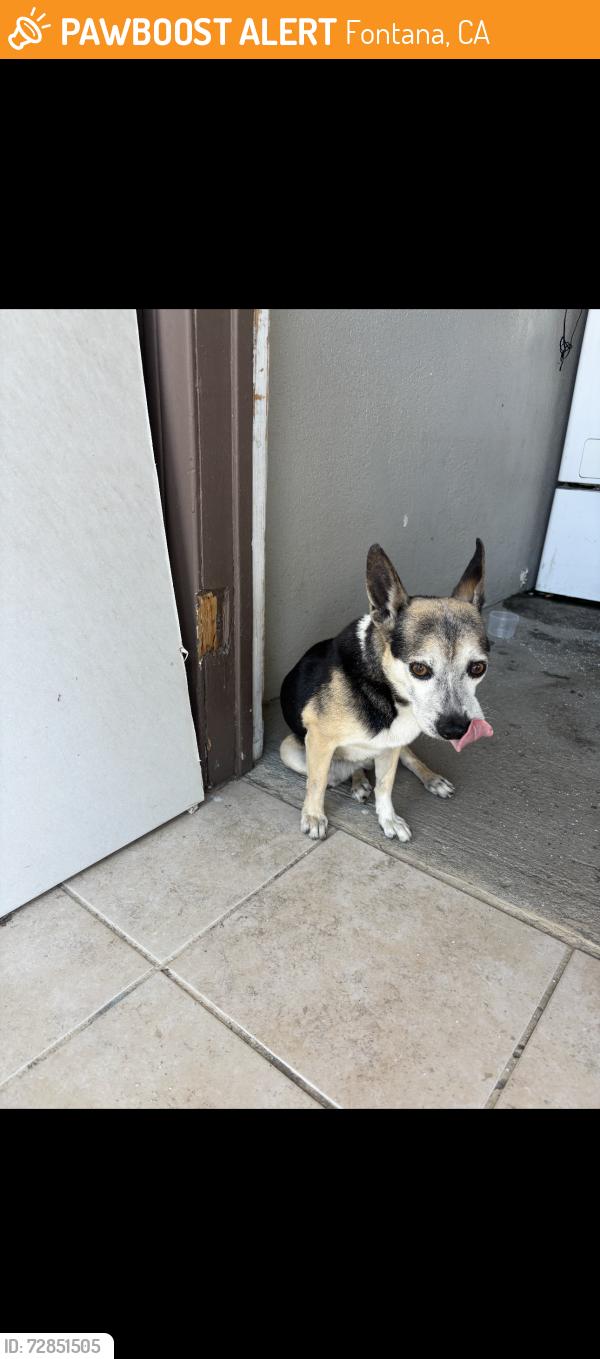Found/Stray Male Dog last seen Los Cedros ave and Tokay Ave, Fontana, CA 92336