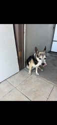 Found/Stray Male Dog last seen Los Cedros ave and Tokay Ave, Fontana, CA 92336