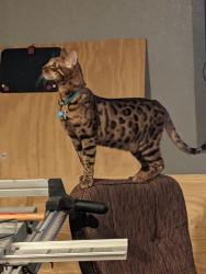 Lost Male Cat last seen Hulen and Granbury rd, Fort Worth, TX 76133