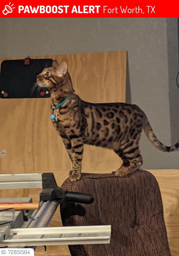 Lost Male Cat last seen Hulen and Granbury rd, Fort Worth, TX 76133