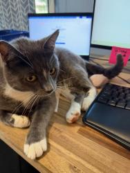 Lost Male Cat last seen Broadway and 170th Street, near Cathcart General Store, Snohomish, WA 98296