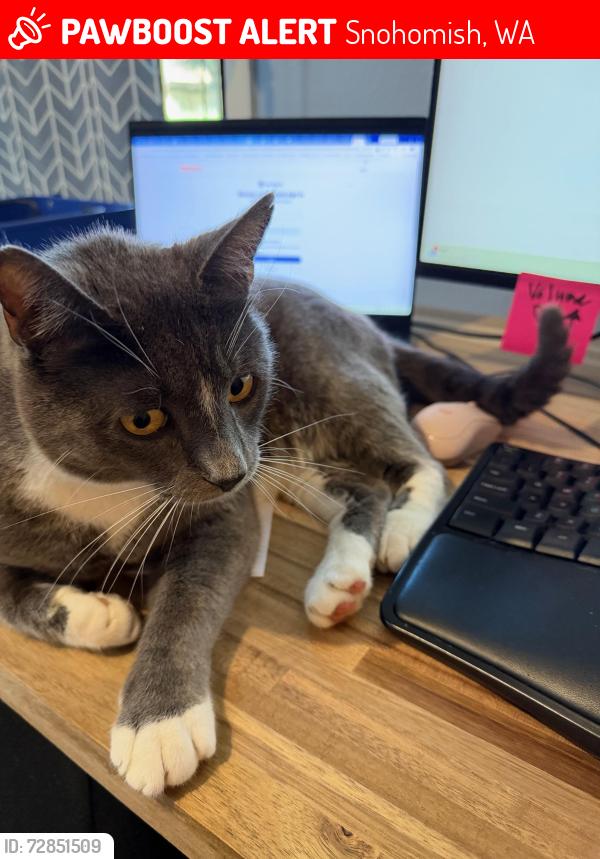 Lost Male Cat last seen Broadway and 170th Street, near Cathcart General Store, Snohomish, WA 98296