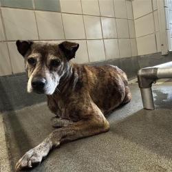 Shelter Stray Female Dog last seen Near BLOCK OF ERLINE, San Antonio, TX 78227