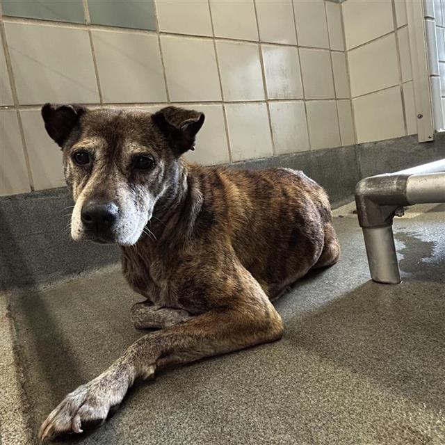 Shelter Stray Female Dog last seen Near BLOCK OF ERLINE, San Antonio, TX 78227