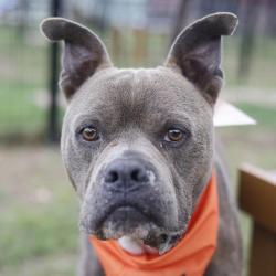Shelter Stray Male Dog last seen SPRINGVALE, San Antonio, TX 78227