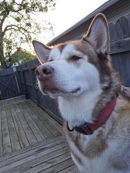 Reunited Female Dog last seen N State Ave & New York st, Indianapolis, IN 46201