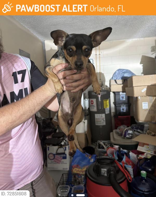 Found/Stray Male Dog last seen Beggs road, Orlando, FL 32810
