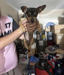 Found/Stray Male Dog last seen Beggs road , Orlando, FL 32810