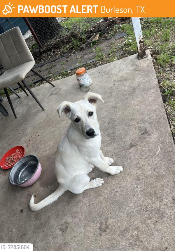 Found/Stray Female Dog last seen Renfro and Taylor Street, Burleson, TX 76028