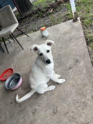 Found/Stray Female Dog last seen Renfro and Taylor Street, Burleson, TX 76028