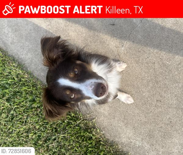Lost Female Dog last seen Little Rock , Killeen, TX 76549