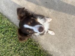 Lost Female Dog last seen Little Rock , Killeen, TX 76549