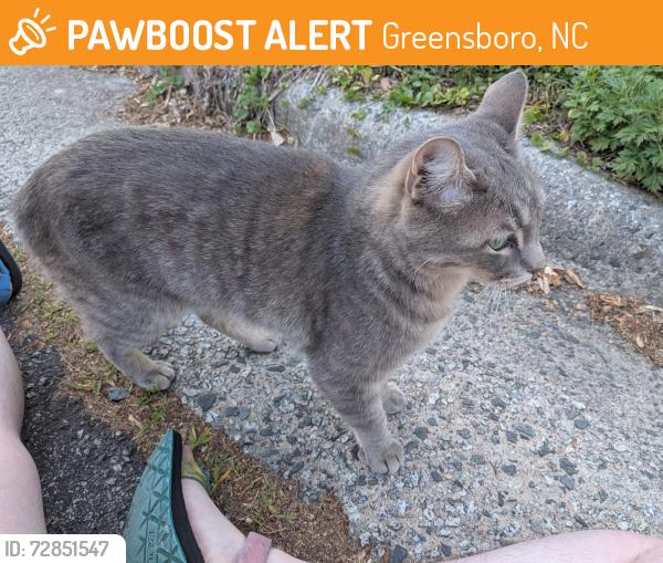 Found/Stray Unknown Cat last seen Lexington and Richardson, Greensboro, NC 27403