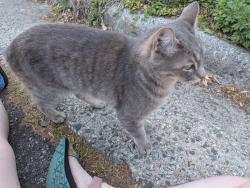 Found/Stray Unknown Cat last seen Lexington and Richardson, Greensboro, NC 27403