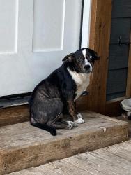Found/Stray Female Dog last seen W lynwood ave and Grant Ave, San Antonio, TX 78201