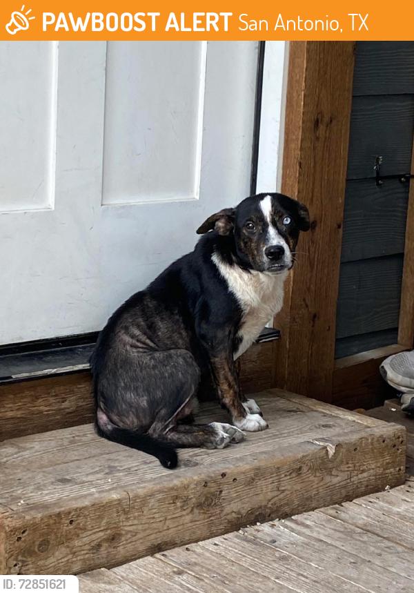 Found/Stray Female Dog last seen W lynwood ave and Grant Ave, San Antonio, TX 78201