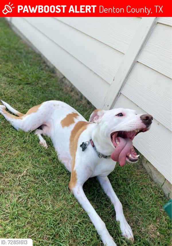 Lost Male Dog last seen Laney/Mingo/Fishtrap/Cooper Creek/Clear Creek, Denton County, TX 76208