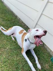 Lost Male Dog last seen Laney/Mingo/Fishtrap/Cooper Creek/Clear Creek, Denton County, TX 76208