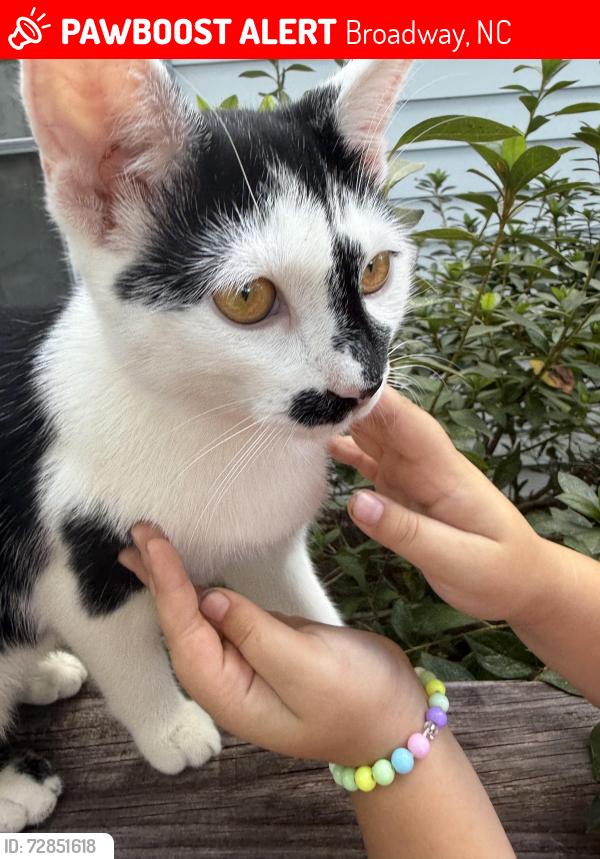Lost Male Cat last seen Mimms Road, Cameron Road, Lloyd Stewart Road , Broadway, NC 27505
