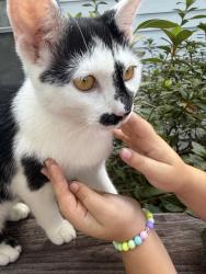 Lost Male Cat last seen Mimms Road, Cameron Road, Lloyd Stewart Road , Broadway, NC 27505