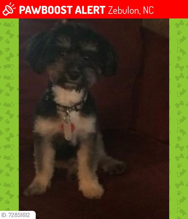 Lost Male Dog last seen In zebulon by BP gas station  pony rd., Zebulon, NC 27597