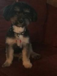 Lost Male Dog last seen In zebulon by BP gas station  pony rd., Zebulon, NC 27597