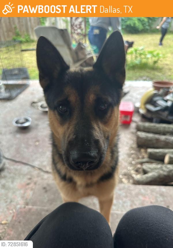 Found/Stray Male Dog last seen Harry stone recreation center Dallas tx, Dallas, TX 75228