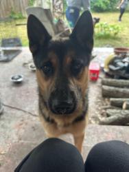 Found/Stray Male Dog last seen Harry stone recreation center Dallas tx, Dallas, TX 75228