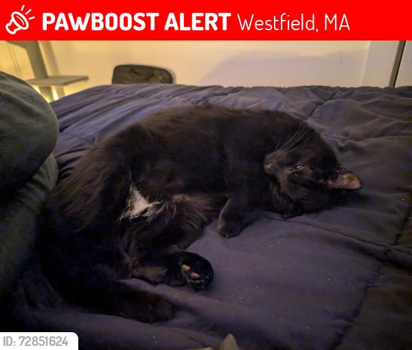 Lost Female Cat last seen Westfield Shops, Westfield, MA 01085