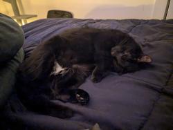 Lost Female Cat last seen Westfield Shops, Westfield, MA 01085