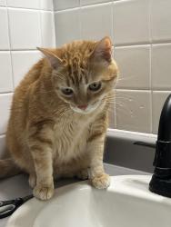 Lost Male Cat last seen Off of York Road, Parma, OH 44130