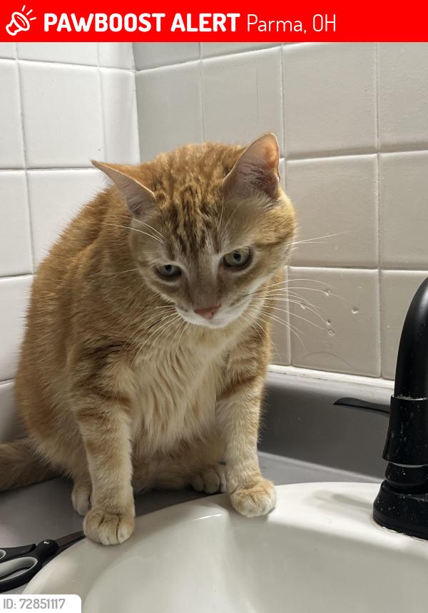 Lost Male Cat last seen Off of York Road, Parma, OH 44130