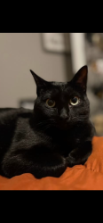 Lost Female Cat last seen CR 218 Glen, Ms, Alcorn County, MS 38846