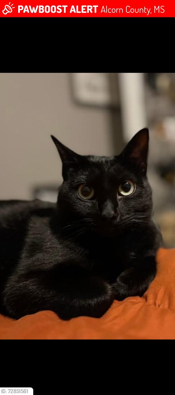 Lost Female Cat last seen CR 218 Glen, Ms, Alcorn County, MS 38846