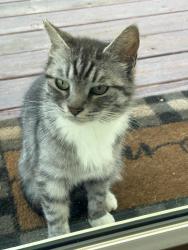 Found/Stray Female Cat last seen I40 Exit 112, Connelly Springs, NC 28612
