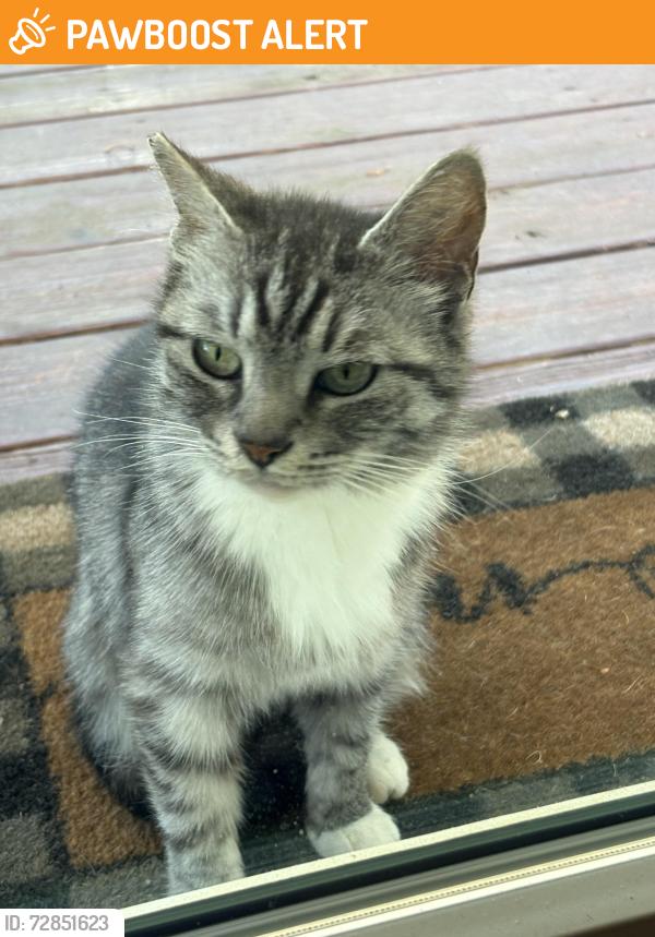Found/Stray Female Cat last seen I40 Exit 112, Connelly Springs, NC 28612