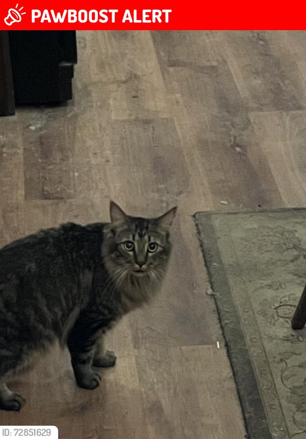 Lost Male Cat last seen Fisher rd&oak grove, Livingston County, MI 48855