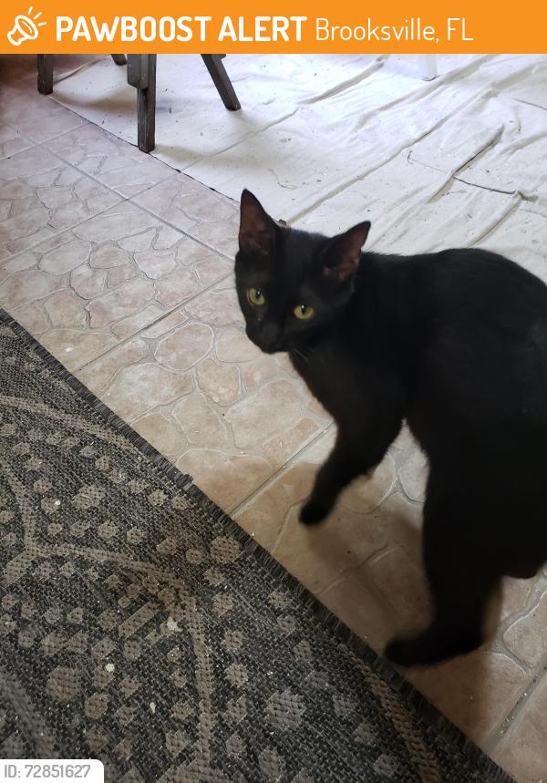 Found/Stray Female Cat last seen E Jefferson and Cleveland , Brooksville, FL 34601