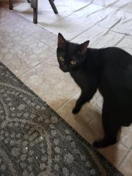 Found/Stray Female Cat last seen E Jefferson and Cleveland , Brooksville, FL 34601