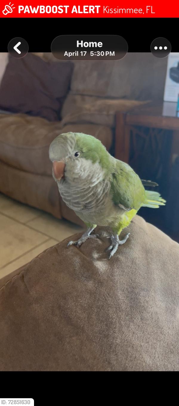 Lost Male Bird last seen Paria Lane,Kissimmee. Blackstone Landing, Kissimmee, FL 34758
