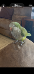 Lost Male Bird last seen Paria Lane,Kissimmee. Blackstone Landing, Kissimmee, FL 34758