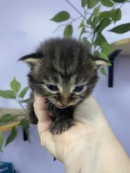 Shelter Stray Male Cat last seen Gastonia, NC 28052, Gastonia, NC 28052