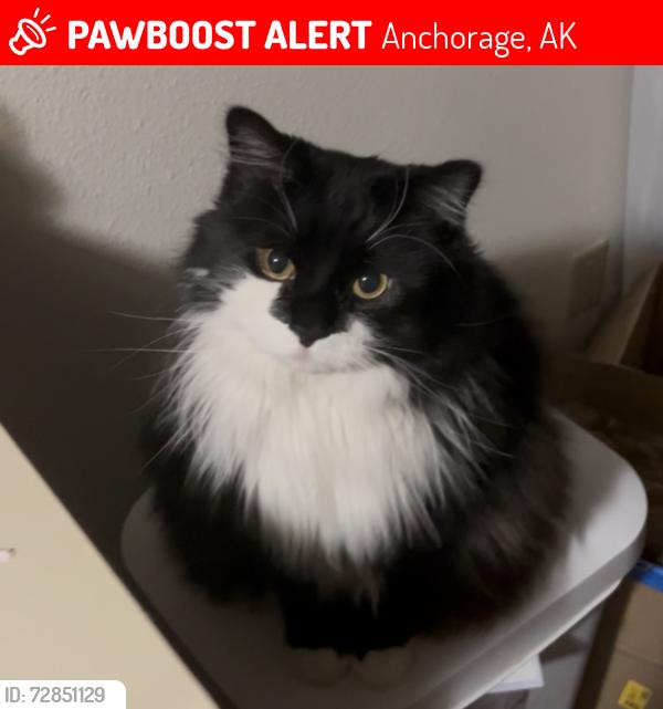 Lost Male Cat last seen San Clementson Circle and San Roberto Ave, Anchorage, AK 99508