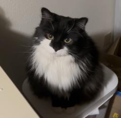 Lost Male Cat last seen San Clementson Circle and San Roberto Ave, Anchorage, AK 99508